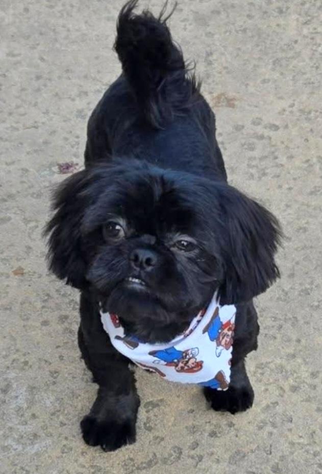 Enlarge JUNIOR, a Adopted Shih Tzu in Linden, NJ image 3/3