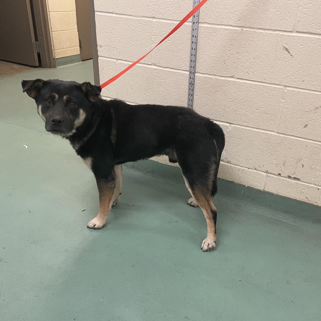 Enlarge Franky Meatballs, a Adoptable Mixed Breed in Memphis, TN image 2/2