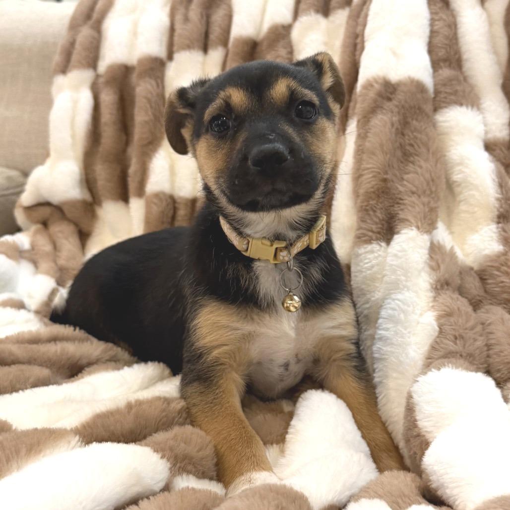 Annie, Adoptable, Puppy Female Border Collie & Labrador Retriever.