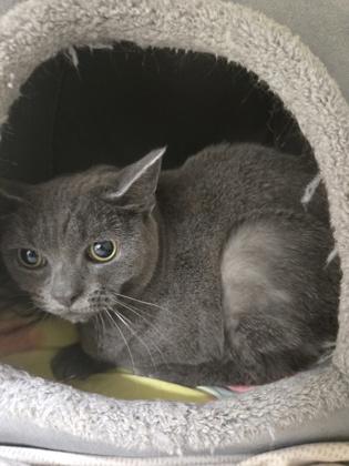 KIMMI (Formerly Kruella) -Barn Cat OF99