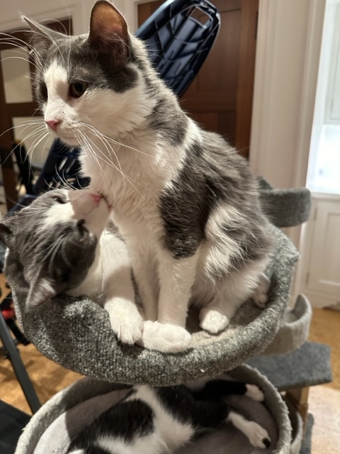 Enlarge Emilio, a Adoptable Domestic Medium Hair in Campbell, CA image 1/4