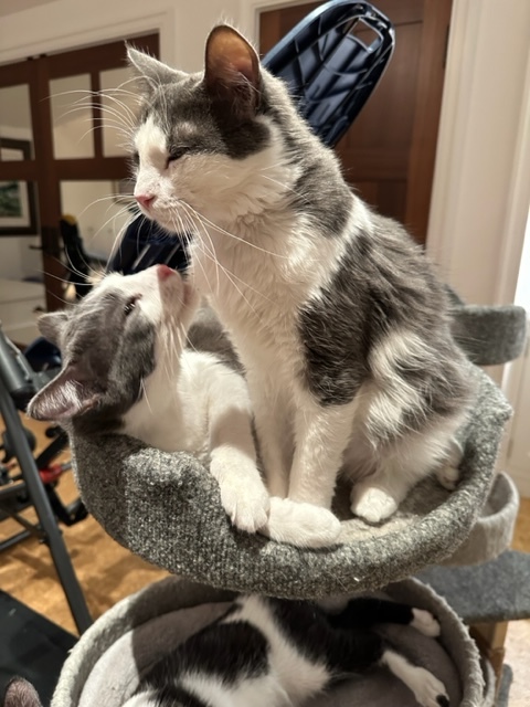 Enlarge Emilio, a Adoptable Domestic Medium Hair in Campbell, CA image 2/4