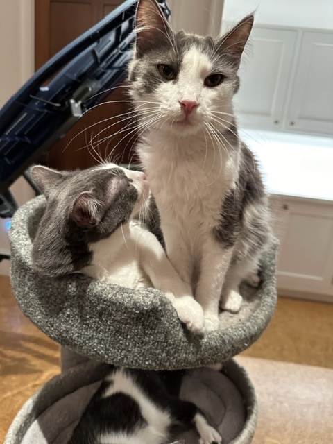 Enlarge Emilio, a Adoptable Domestic Medium Hair in Campbell, CA image 3/4