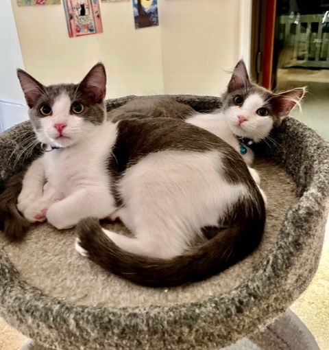 Enlarge Emilio, a Adoptable Domestic Medium Hair in Campbell, CA image 4/4