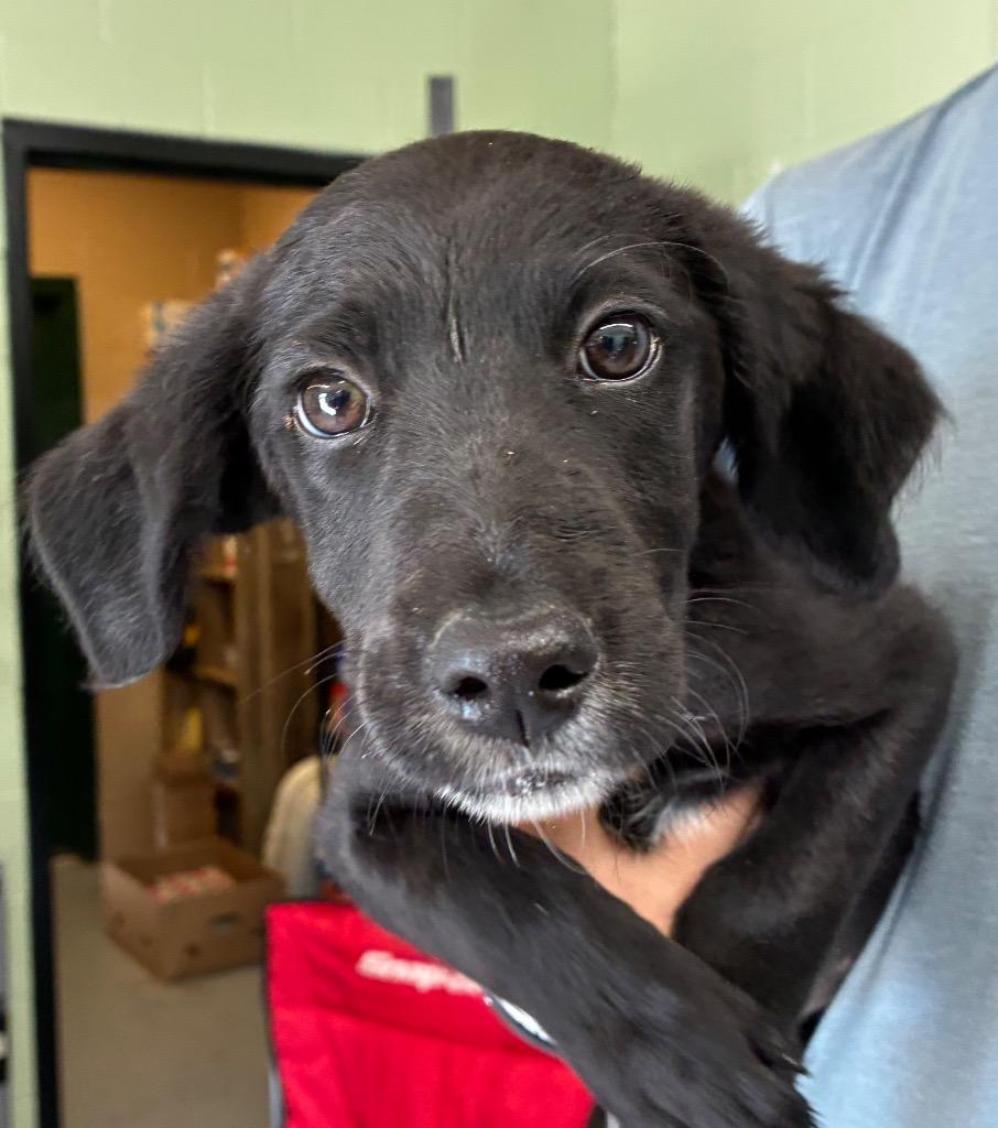 Buster (1065), Adoptable, Puppy Male Cocker Spaniel.