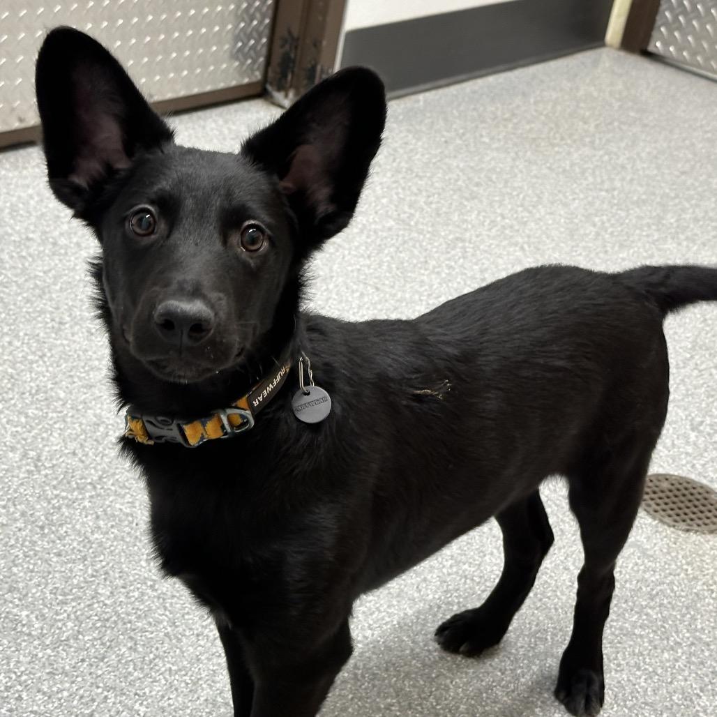 Enlarge Gummy Bear, a Adoptable Australian Kelpie in Durango, CO image 1/3