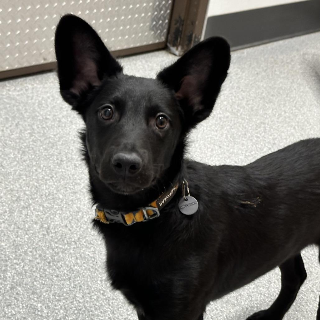 Enlarge Gummy Bear, a Adoptable Australian Kelpie in Durango, CO image 2/3