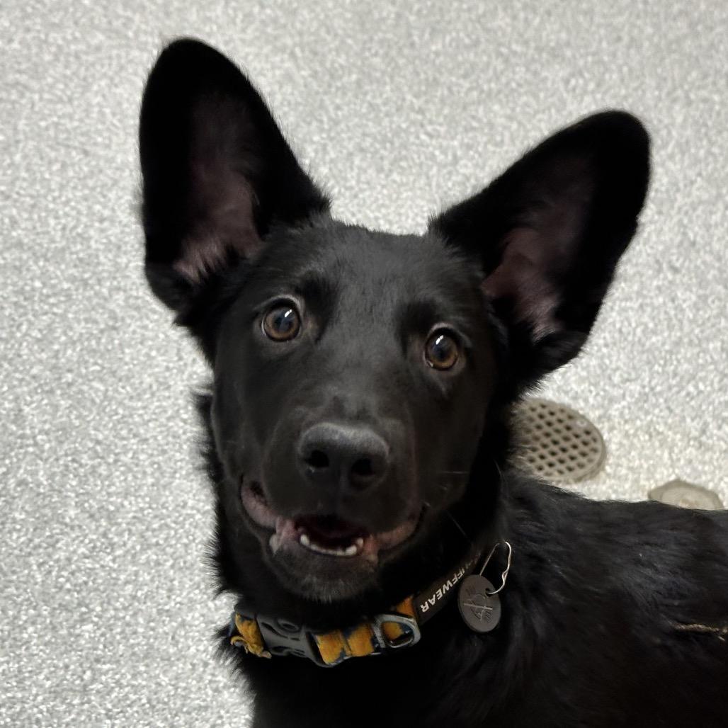 Enlarge Gummy Bear, a Adoptable Australian Kelpie in Durango, CO image 3/3