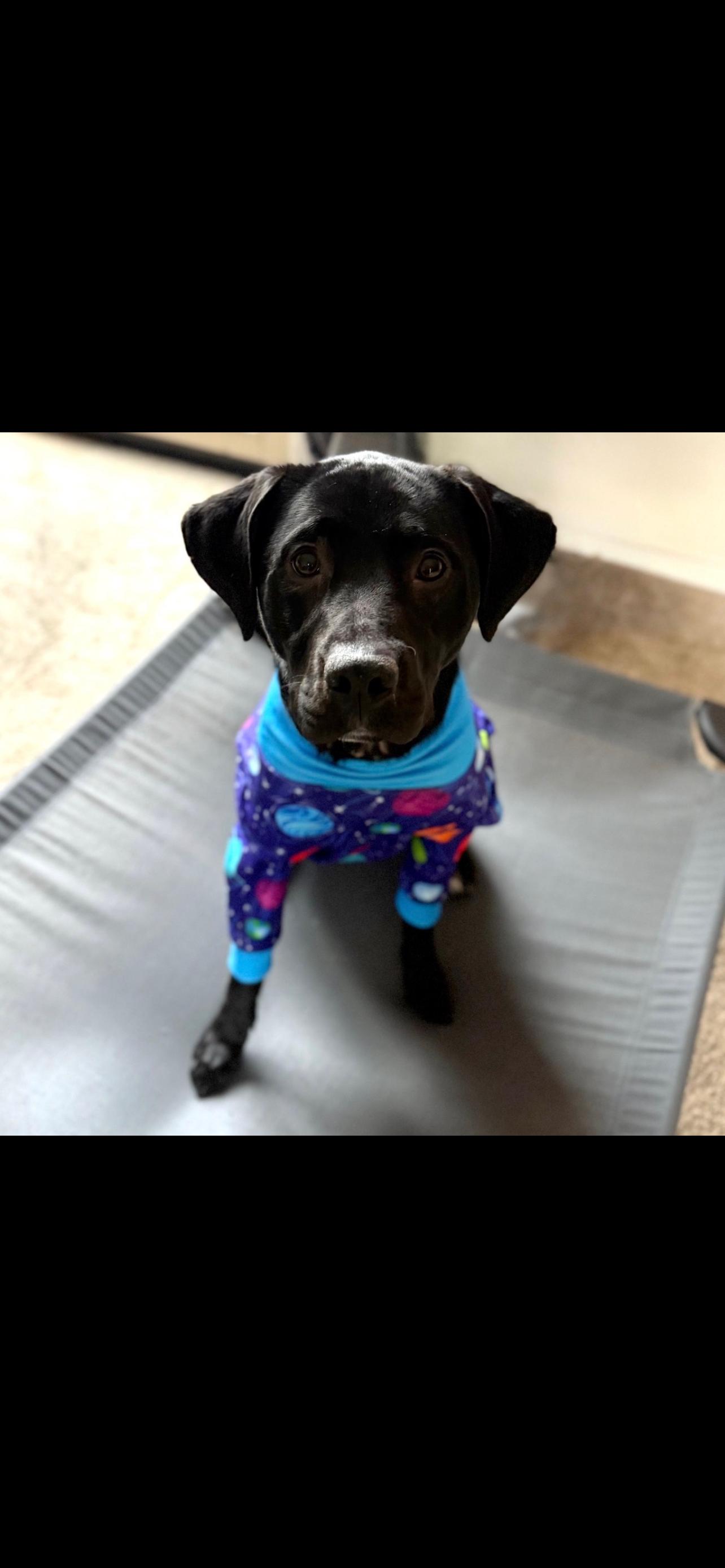 Bruno-COURTESY POST-NOT AN LELRR DOG-NO APP REQUIRED, a ADOPTABLE mixed breed in Medina, OH image 2/4