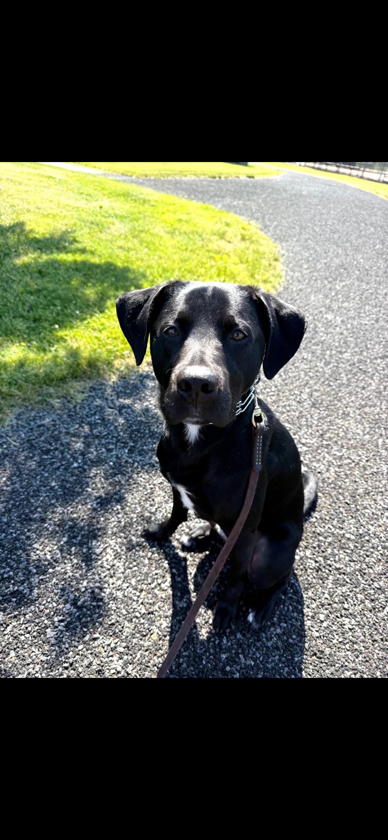 Bruno-COURTESY POST-NOT AN LELRR DOG-NO APP REQUIRED, a ADOPTABLE mixed breed in Medina, OH image 4/4