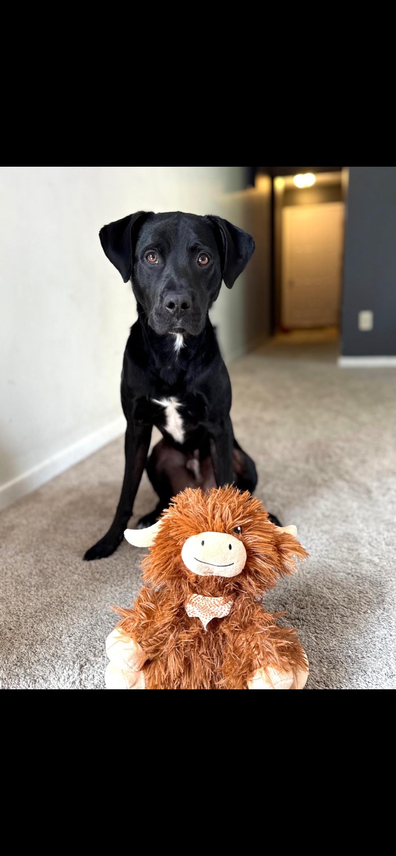 Bruno-COURTESY POST-NOT AN LELRR DOG-NO APP REQUIRED, ADOPTABLE, Young Male Labrador Retriever.