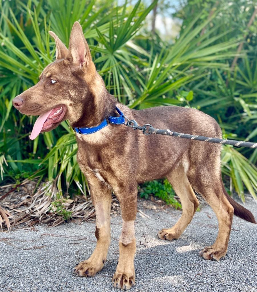 Pierce, a Adoptable mixed breed in Fort Myers, FL image 1/6