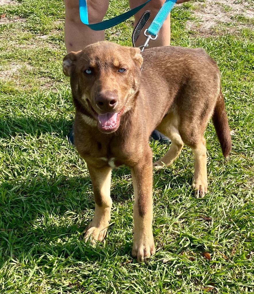 Enlarge Pierce, a Adopted mixed breed in Fort Myers, FL image 1/6