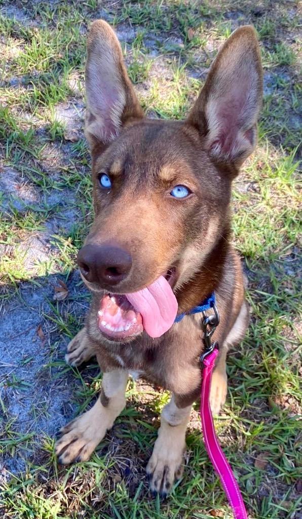 Enlarge Pierce, a Adopted mixed breed in Fort Myers, FL image 3/6