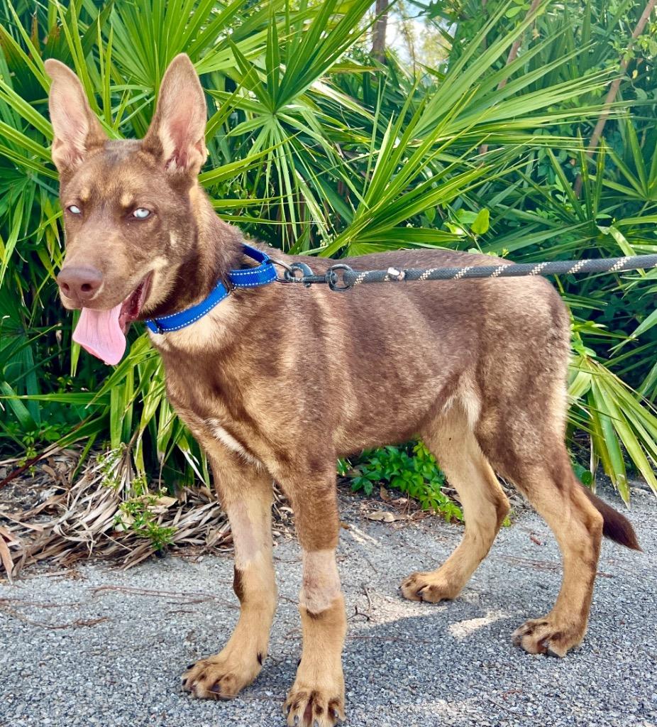 Enlarge Pierce, a Adopted mixed breed in Fort Myers, FL image 5/6