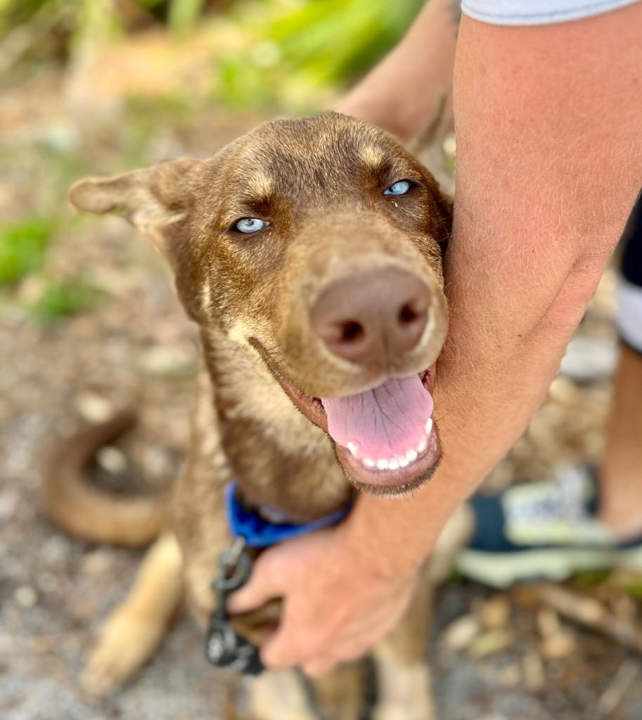 Pierce, a Adoptable mixed breed in Fort Myers, FL image 6/6