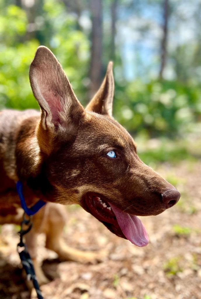 Enlarge Pierce, a Adopted mixed breed in Fort Myers, FL image 6/6