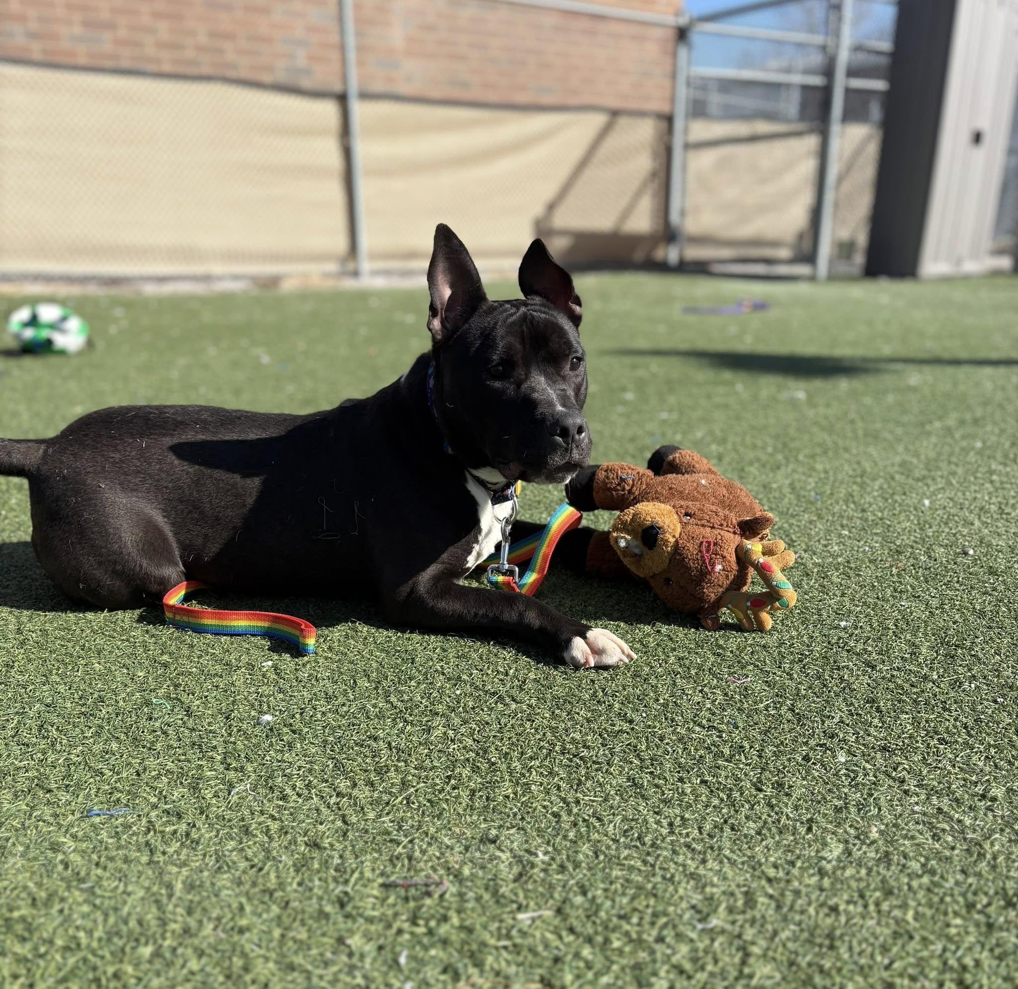 Enlarge Beanie, a ADOPTABLE mixed breed in Cleveland, OH image 5/6