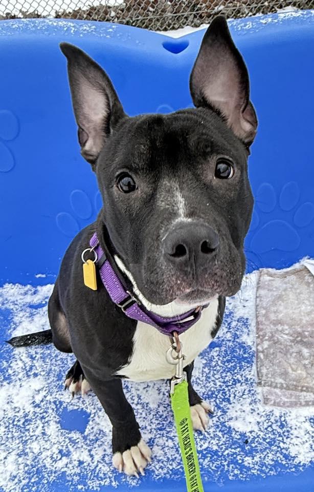 Beanie, a ADOPTABLE mixed breed in Cleveland, OH image 2/6