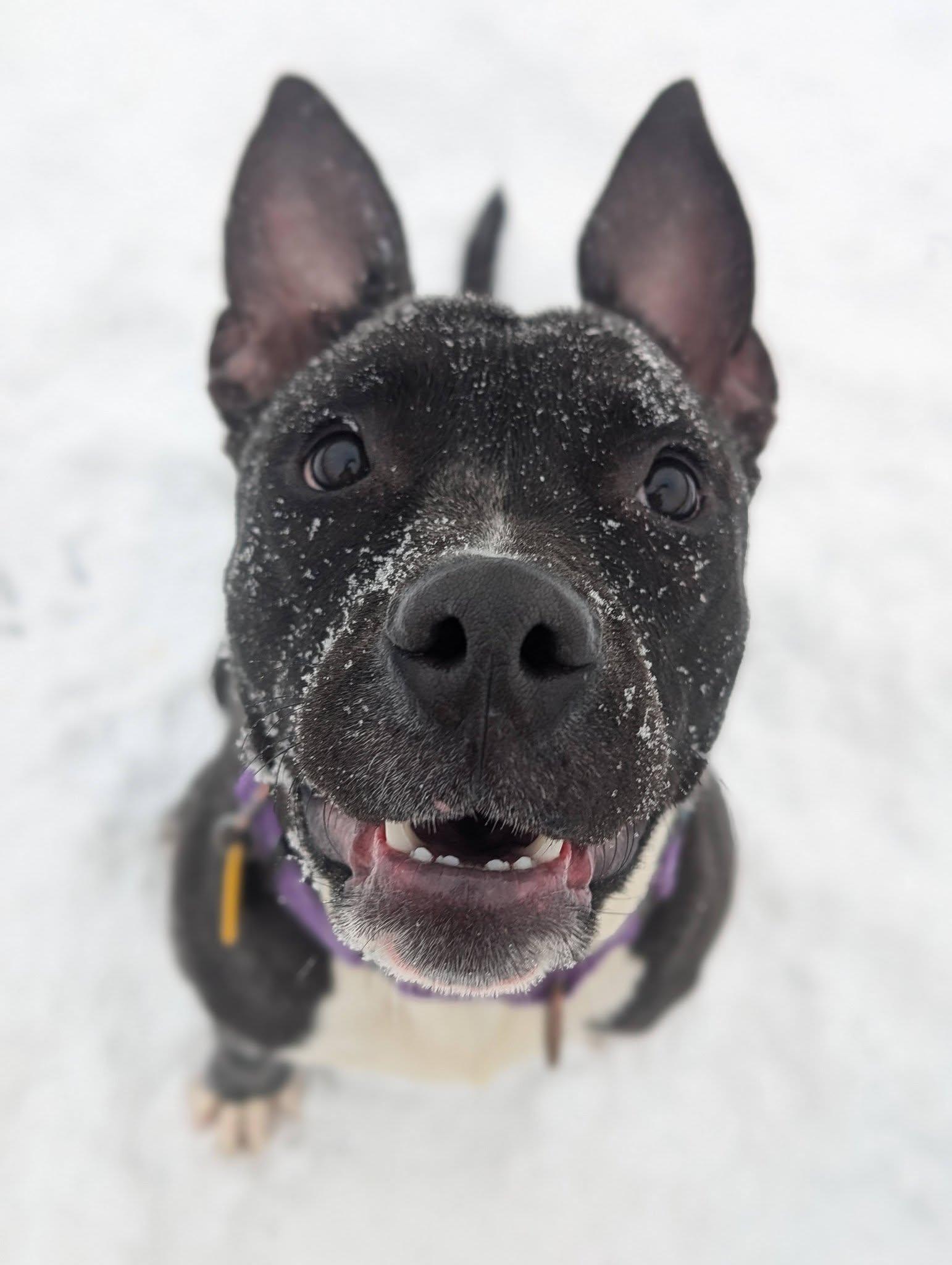Beanie, a ADOPTABLE mixed breed in Cleveland, OH image 6/6