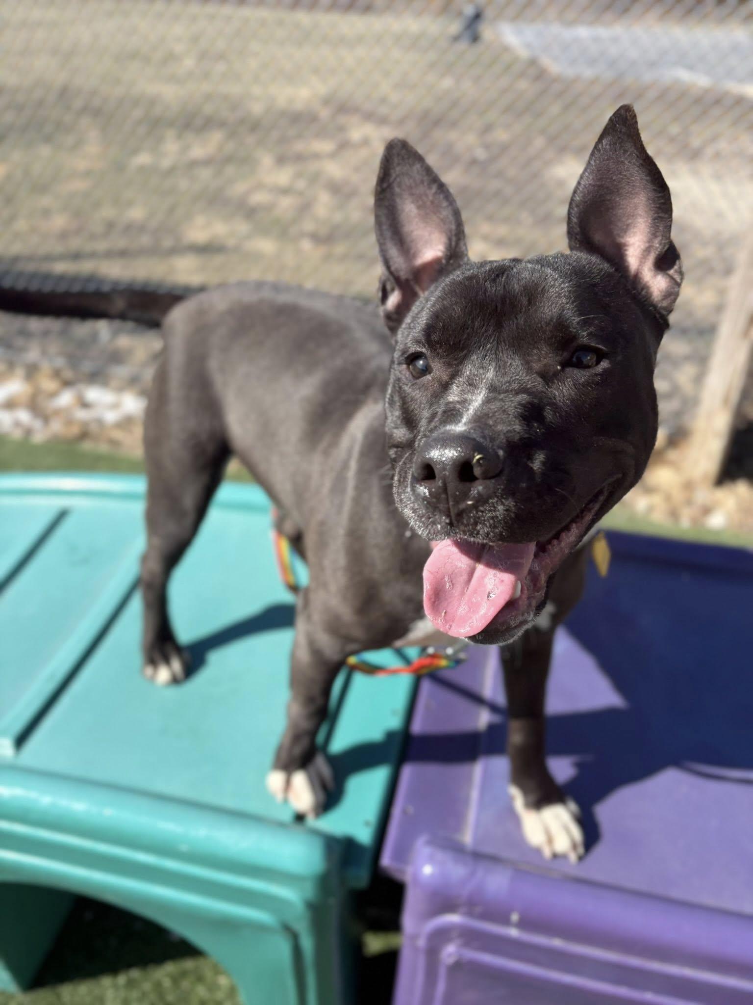 Beanie, ADOPTABLE, Young Male Pit Bull Terrier.