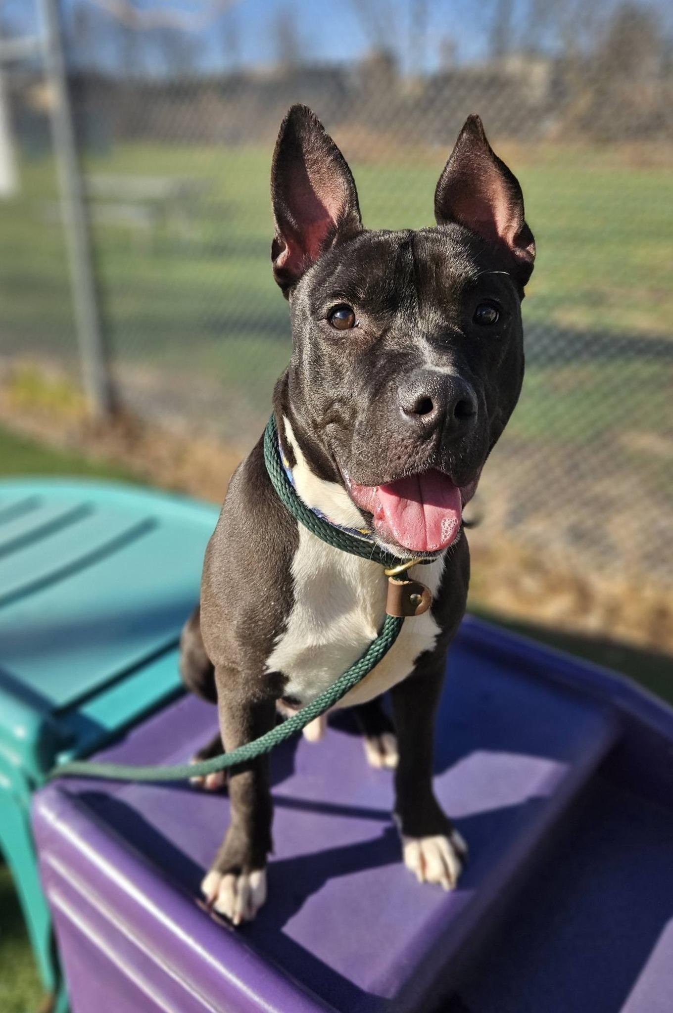 Enlarge Beanie, a ADOPTABLE mixed breed in Cleveland, OH image 6/6