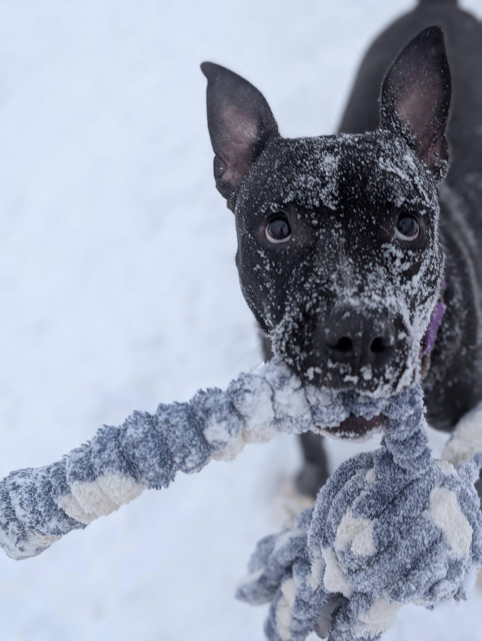 Beanie, a ADOPTABLE mixed breed in Cleveland, OH image 5/6