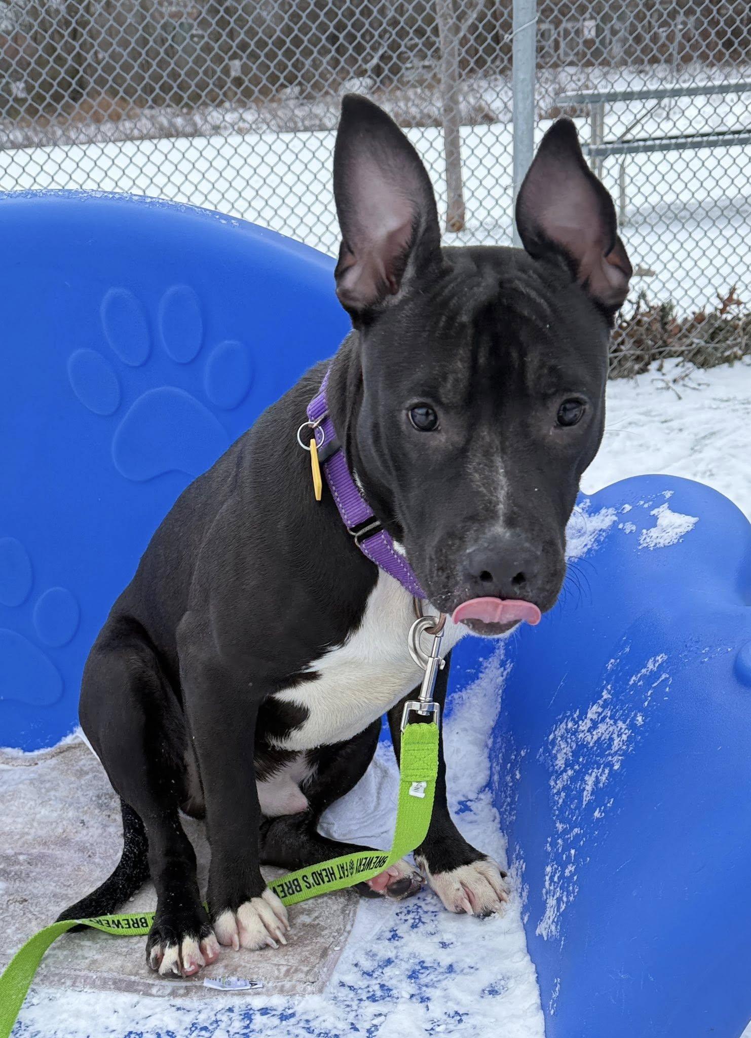 Beanie, a ADOPTABLE mixed breed in Cleveland, OH image 3/6