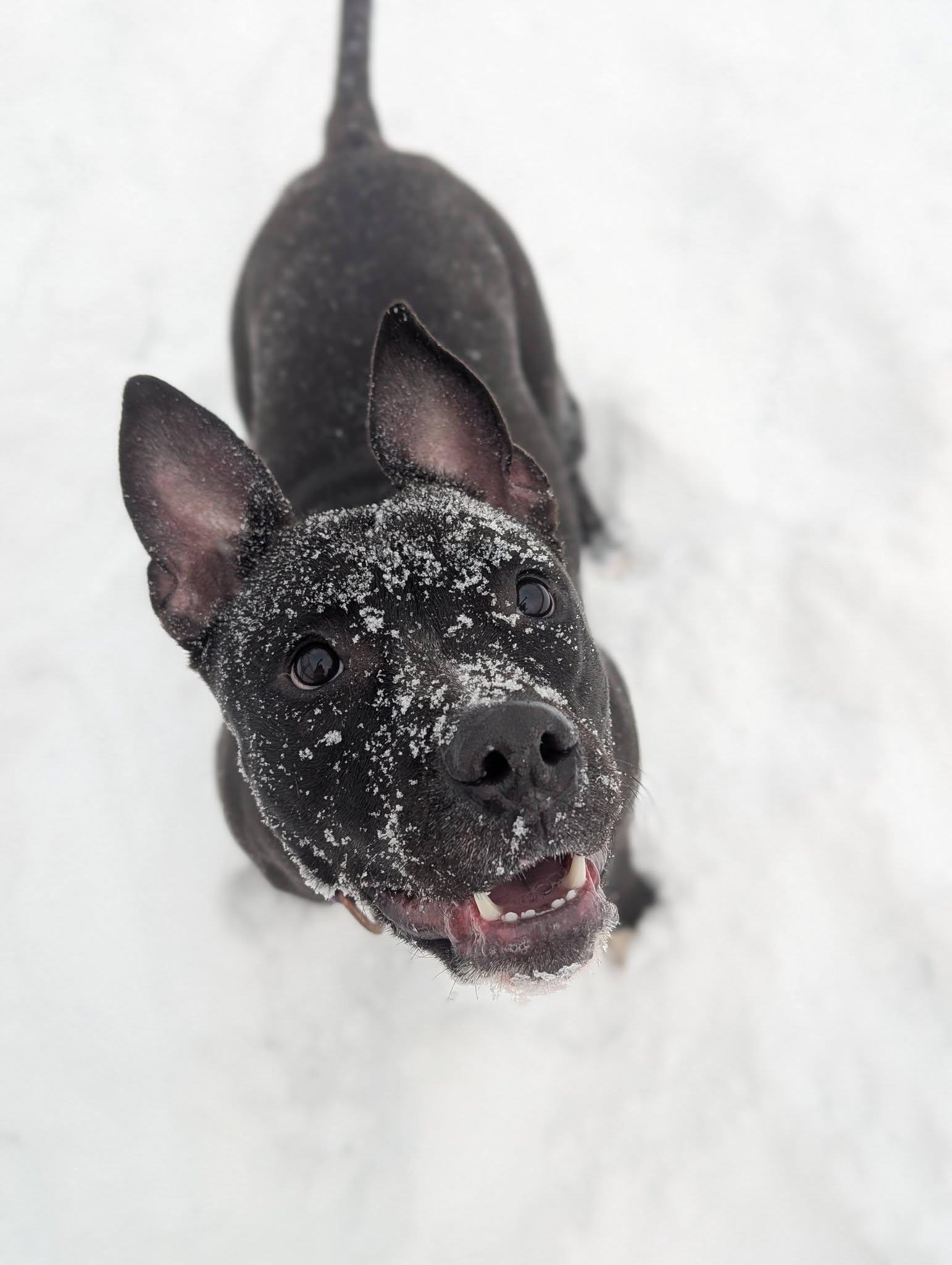 Beanie, a ADOPTABLE mixed breed in Cleveland, OH image 1/6