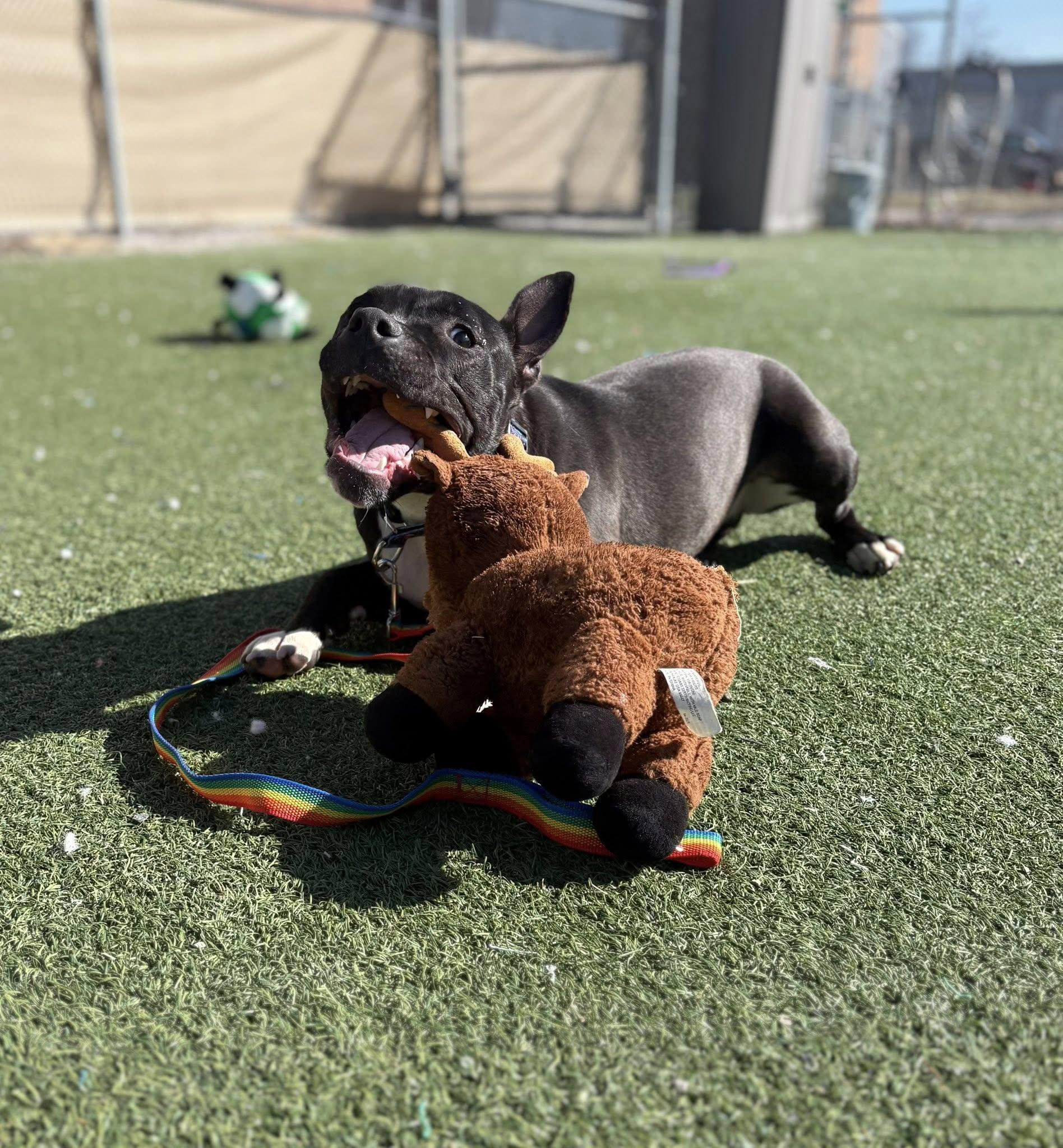 Enlarge Beanie, a ADOPTABLE mixed breed in Cleveland, OH image 4/6