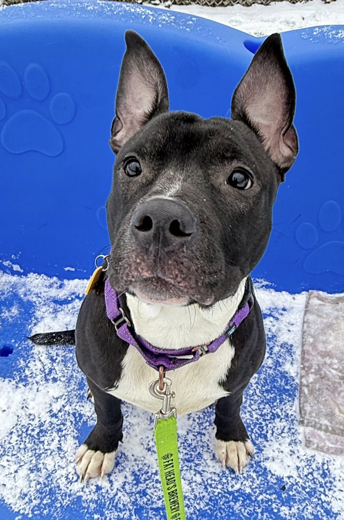 Beanie, a ADOPTABLE mixed breed in Cleveland, OH image 4/6