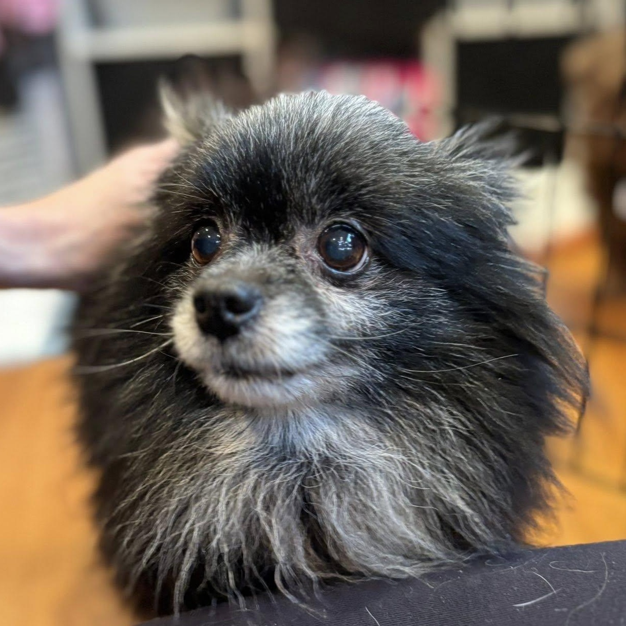 Enlarge Viola, an adopted Pomeranian in Rockville, MD image 3/6