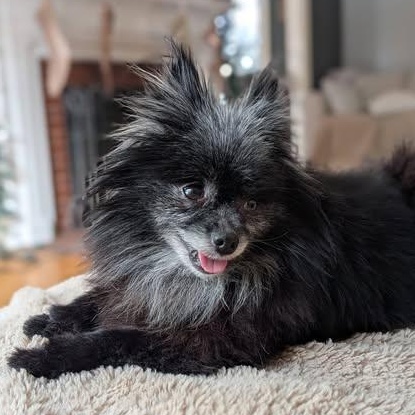 Enlarge Viola, an adopted Pomeranian in Rockville, MD image 5/6