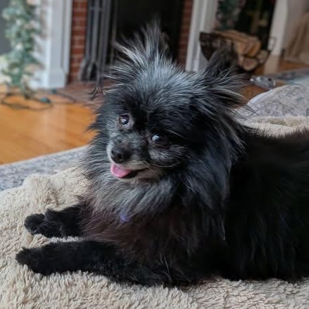 Enlarge Viola, an adopted Pomeranian in Rockville, MD image 1/6