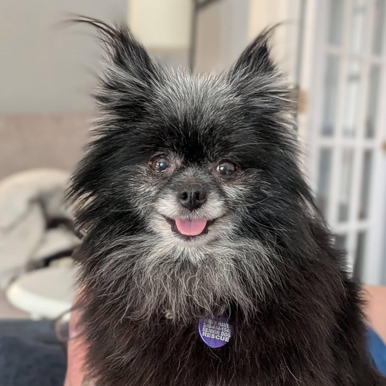 Enlarge Viola, an adopted Pomeranian in Rockville, MD image 2/6