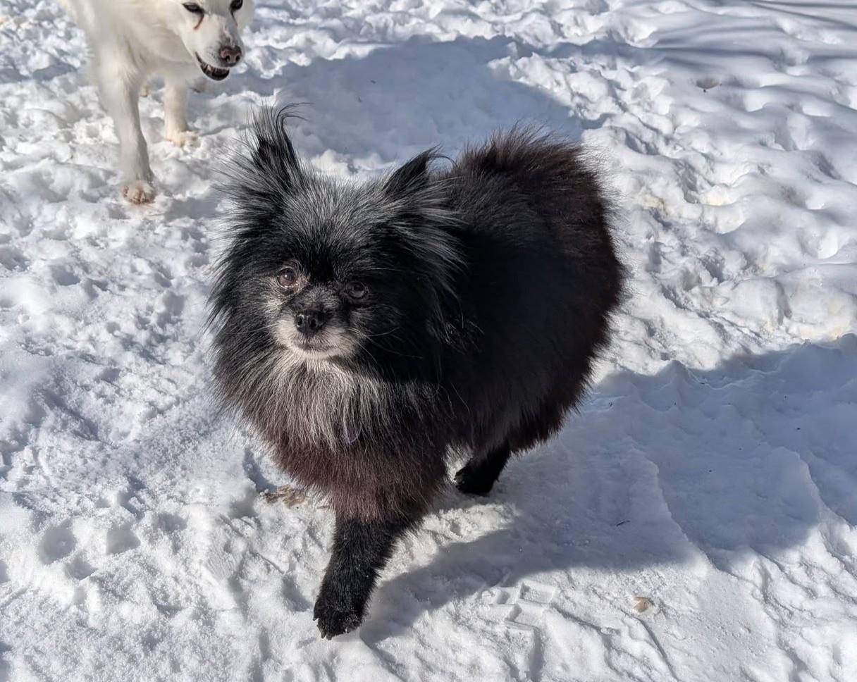 Enlarge Viola, an adopted Pomeranian in Rockville, MD image 4/6