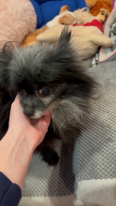 Enlarge Viola, an adopted Pomeranian in Rockville, MD video 6/6