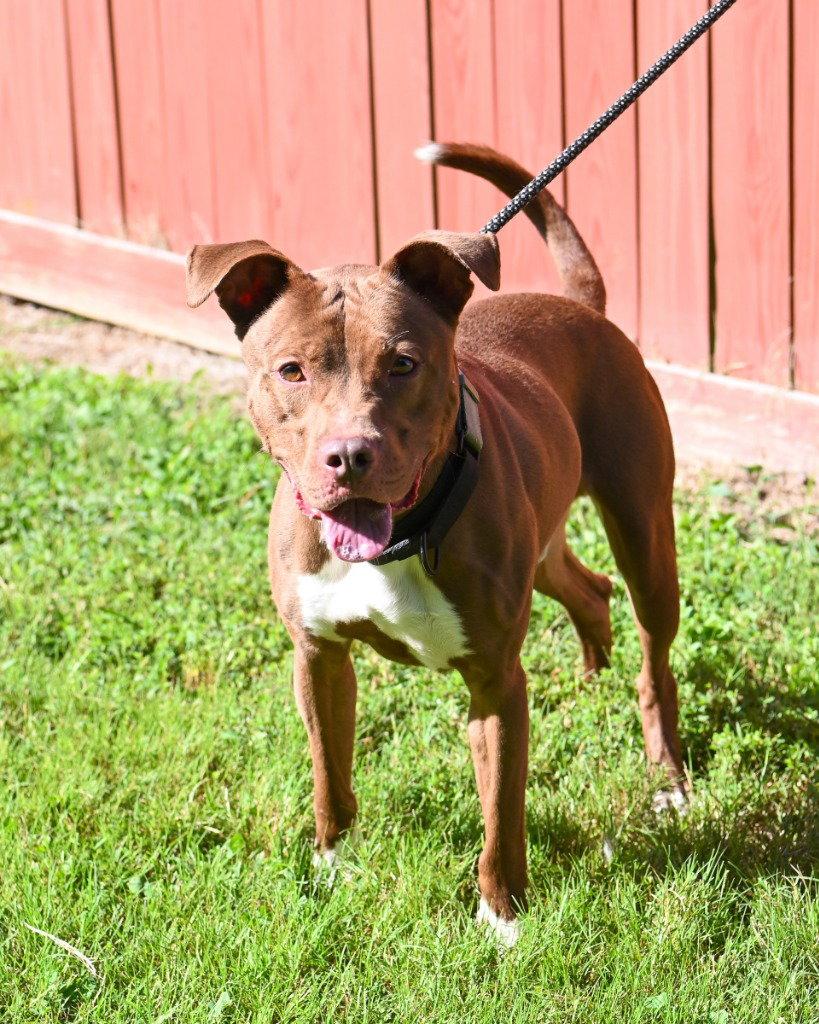 Enlarge DA 20 Ruskea, a Adoptable mixed breed in Glen Allen, VA image 1/3