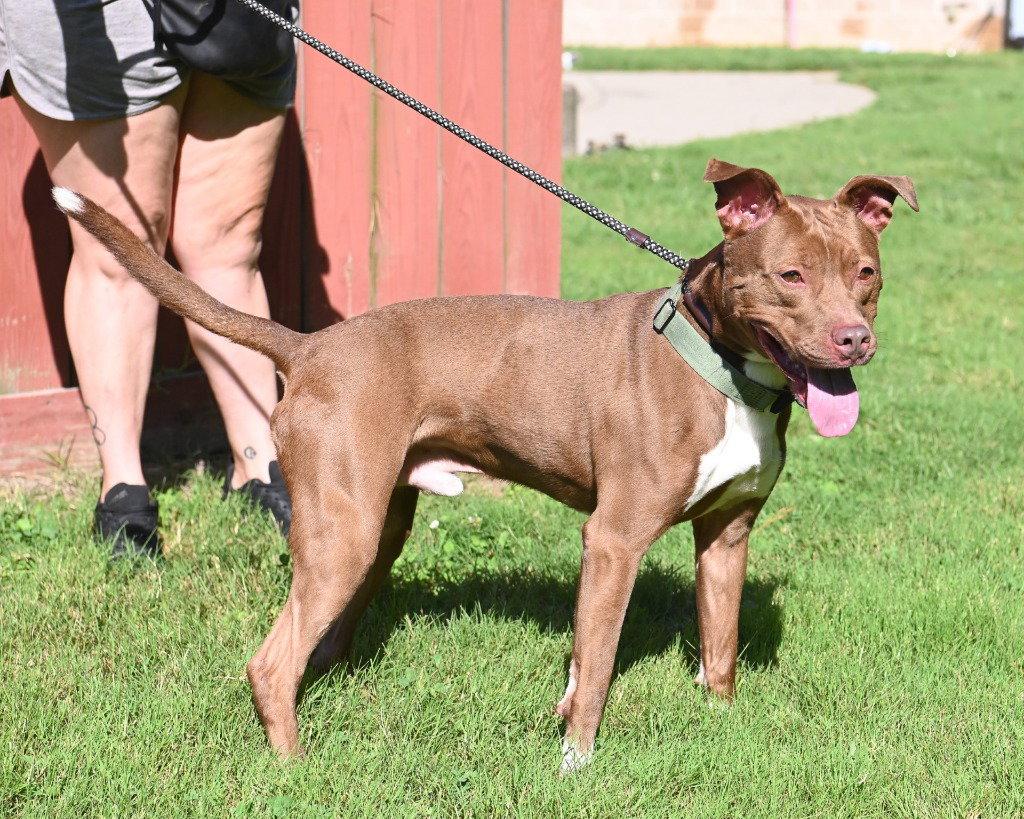 DA 20 Ruskea, Adoptable, Adult Male Pit Bull Terrier & Labrador Retriever.