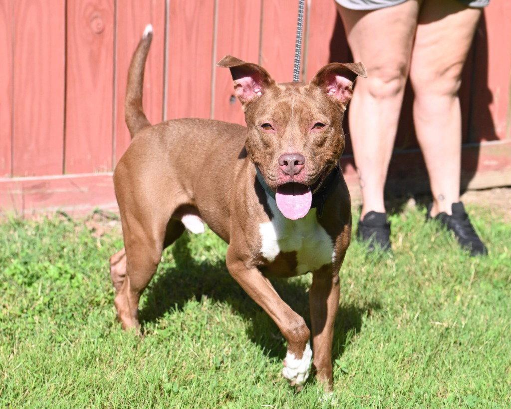 DA 20 Ruskea, a Adoptable mixed breed in Glen Allen, VA image 2/3