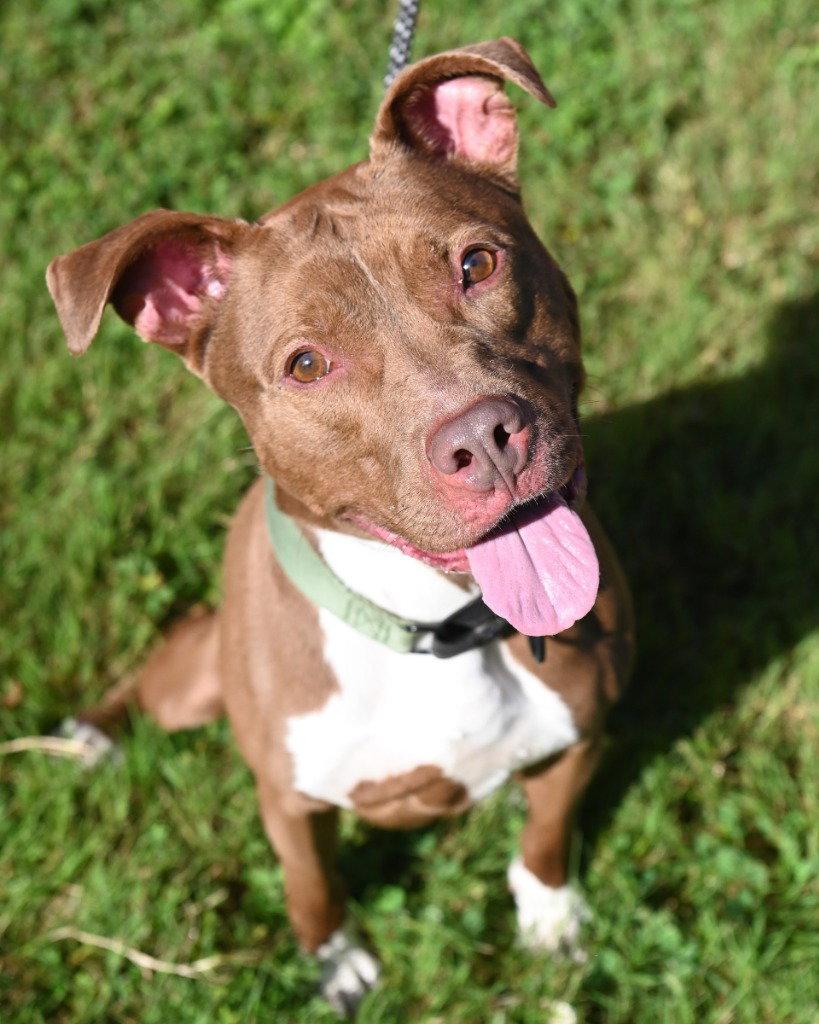DA 20 Ruskea, a Adoptable mixed breed in Glen Allen, VA image 3/3