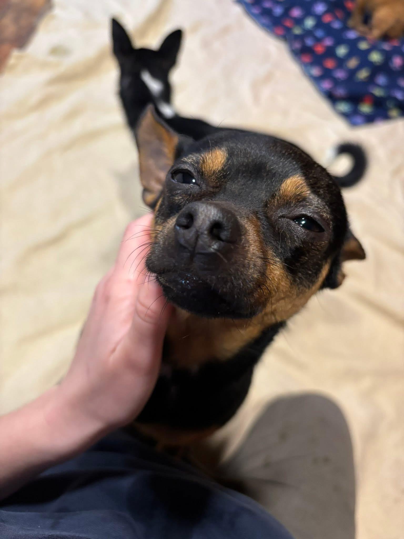 Bubbles, adopted, Adult Female Chihuahua.