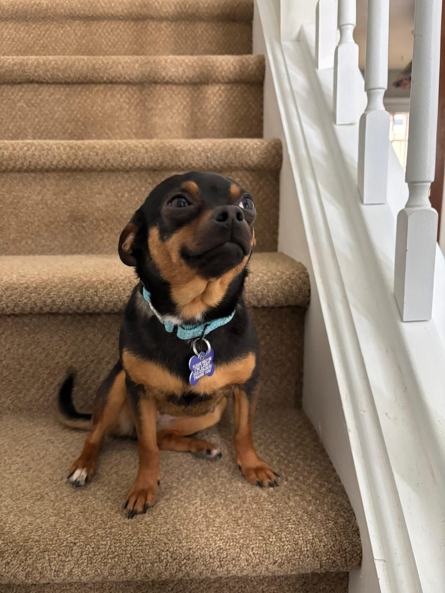 Bubbles, an adopted mixed breed in Elkton, MD image 4/5