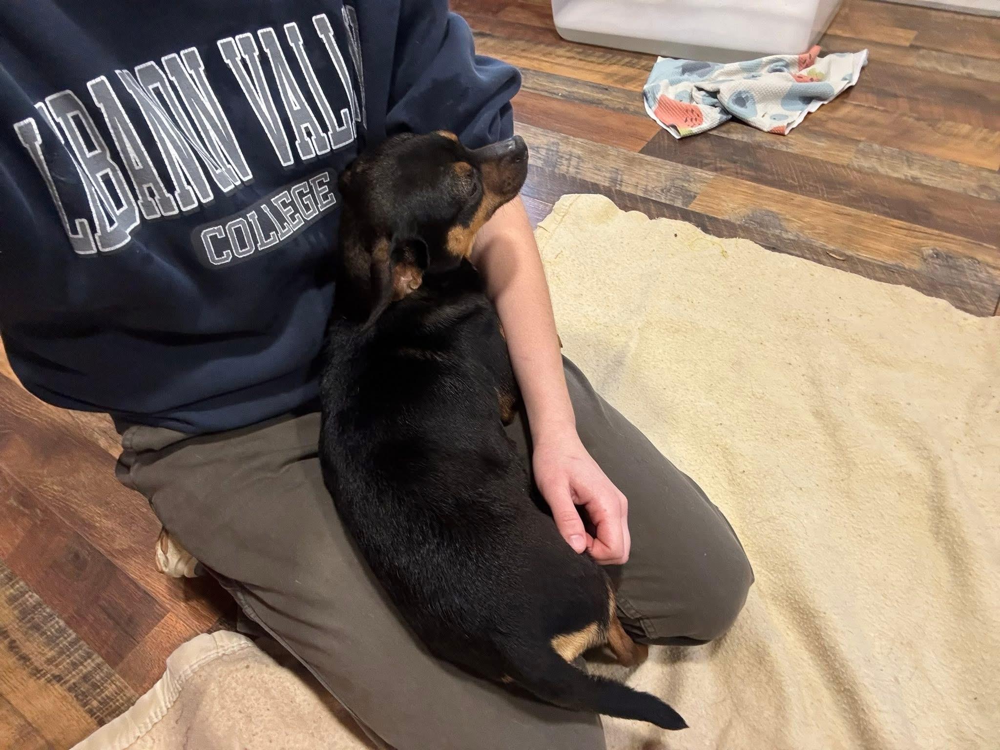 Bubbles, an adopted mixed breed in Elkton, MD image 2/5