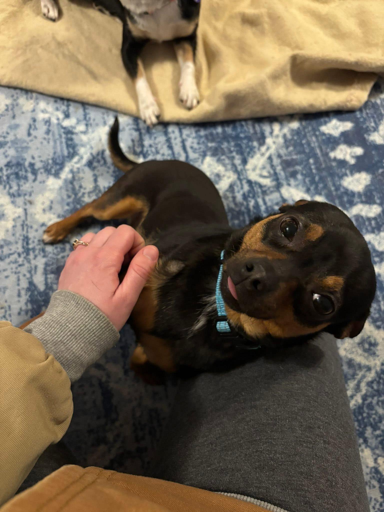 Bubbles, an adopted mixed breed in Elkton, MD image 5/5