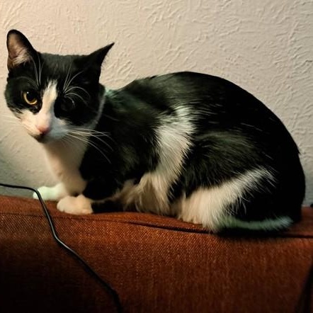 Laurel Kubik, Adoptable, Adult Female Domestic Short Hair.