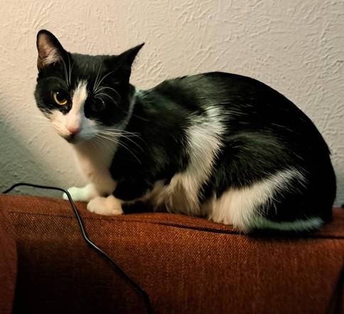 Enlarge Laurel Kubik, a Adoptable mixed breed in Denver, CO image 5/5