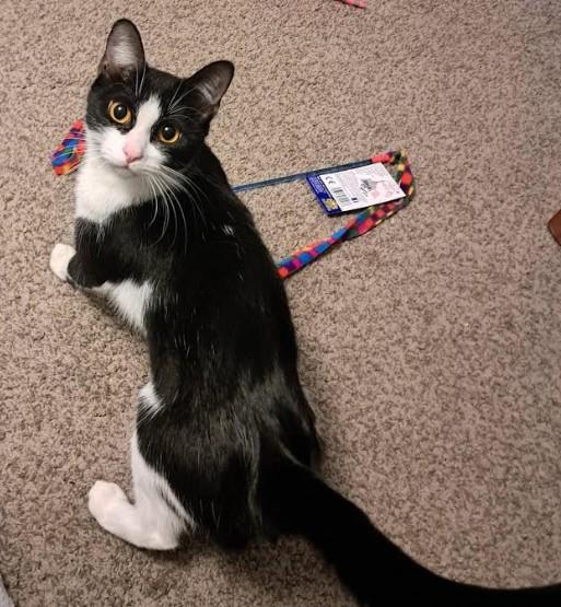 Laurel Kubik, Adoptable, Adult Female Domestic Short Hair.