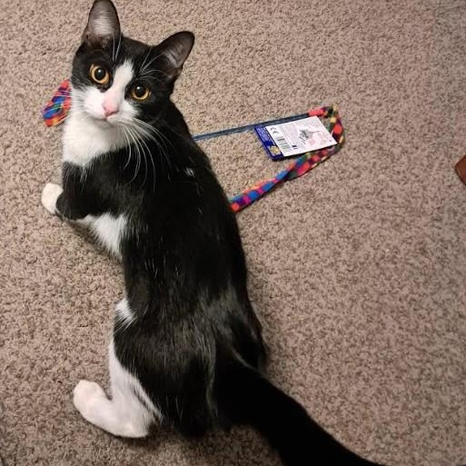 Enlarge Laurel Kindred, an adoptable mixed breed in Denver, CO image 2/5