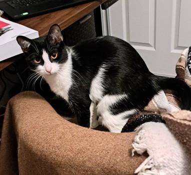 Enlarge Laurel Kubik, a Adoptable mixed breed in Denver, CO image 3/5